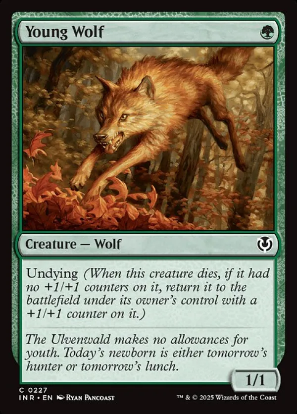 Young Wolf